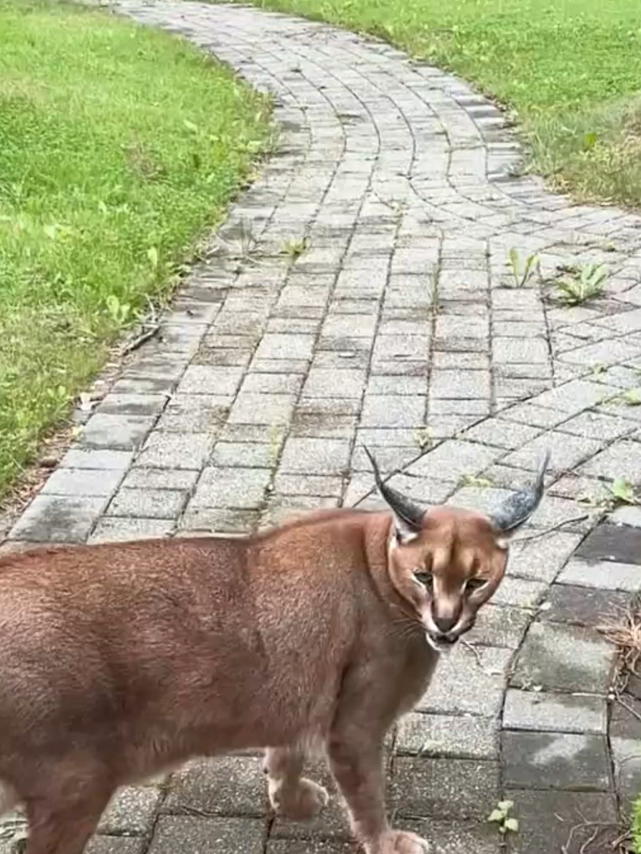 @Mundo dos Animais