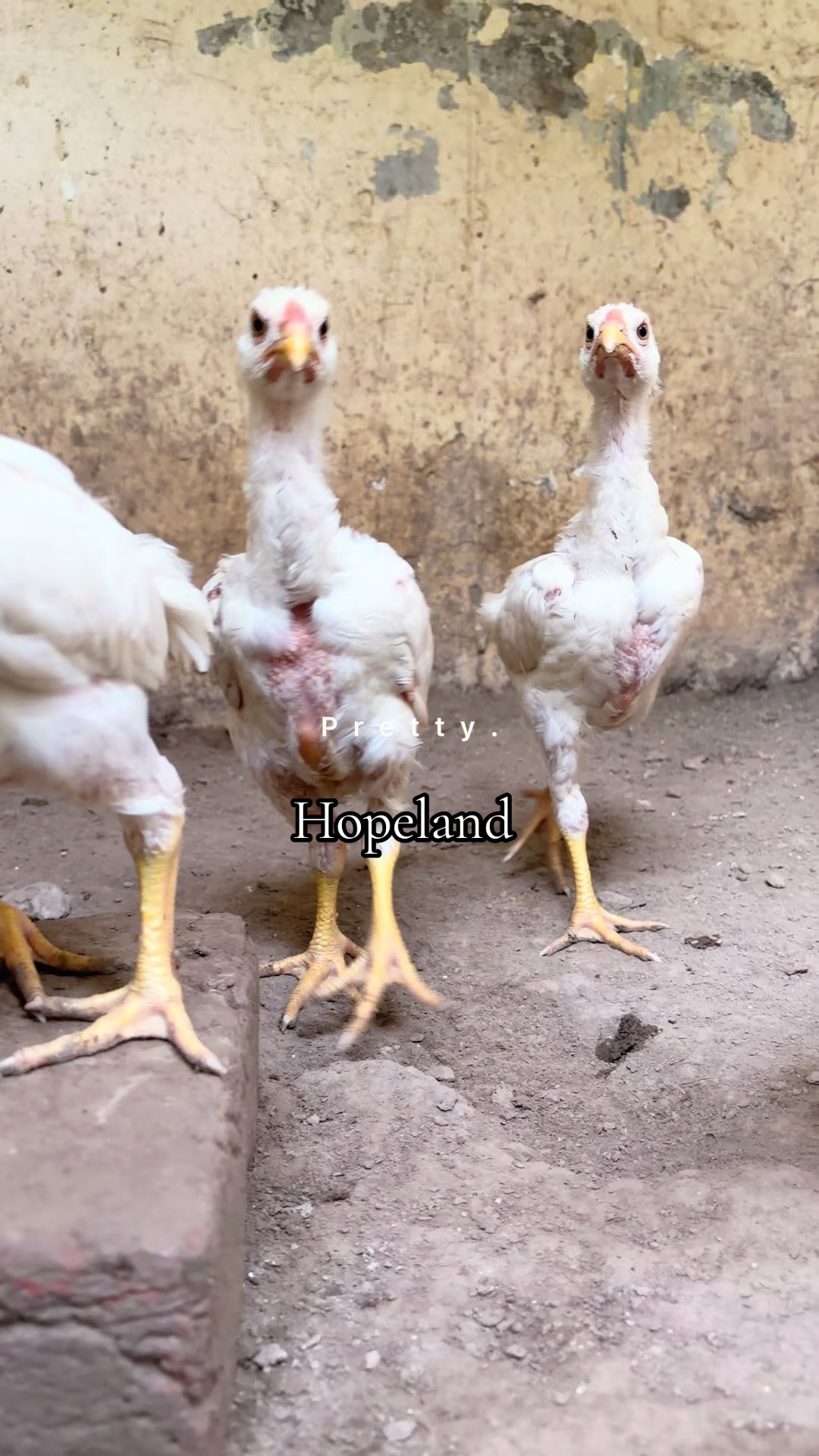 @Hopeland Parrotbeak