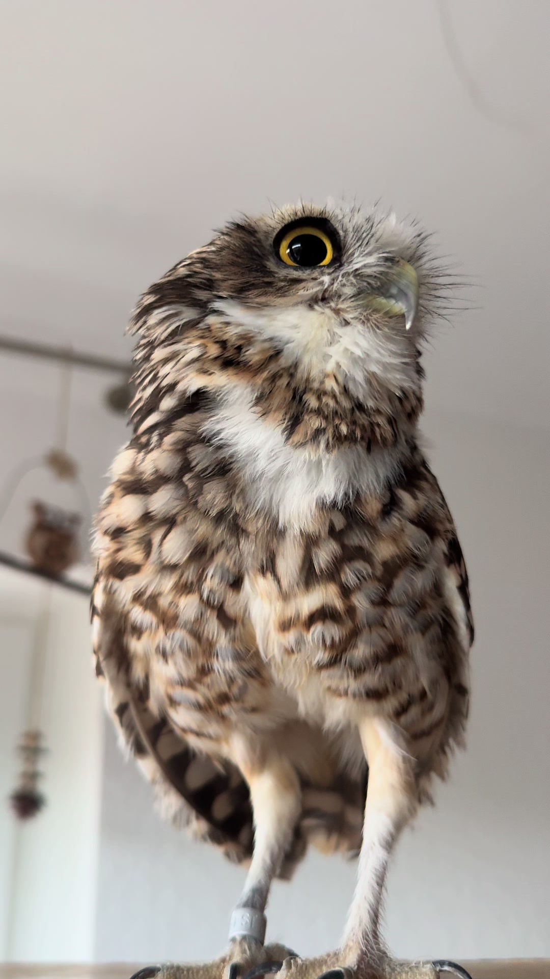 @Kreischhuhn Karma 🦉