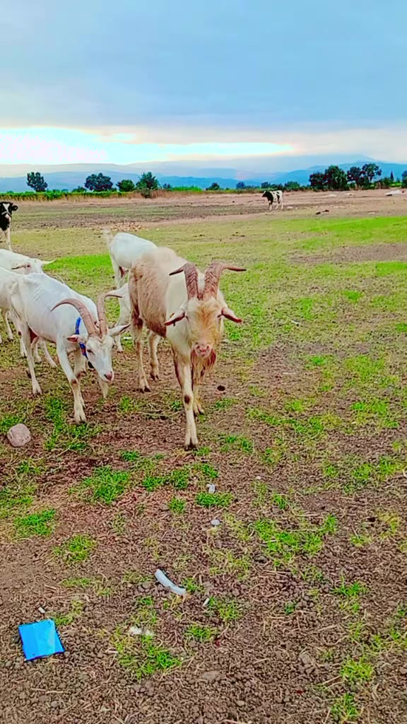 @Mustafa✔️Mal&ccedil;ok✔️
