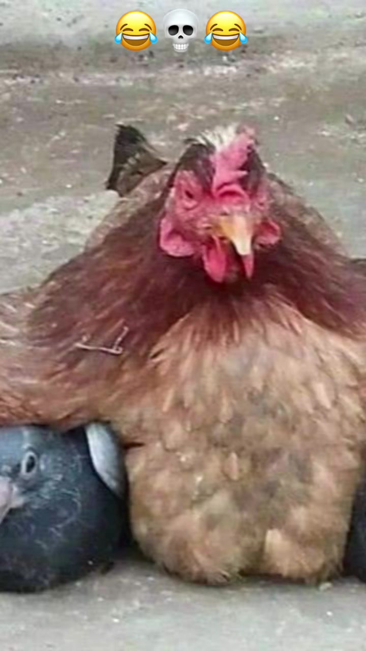 @Pigeon fan