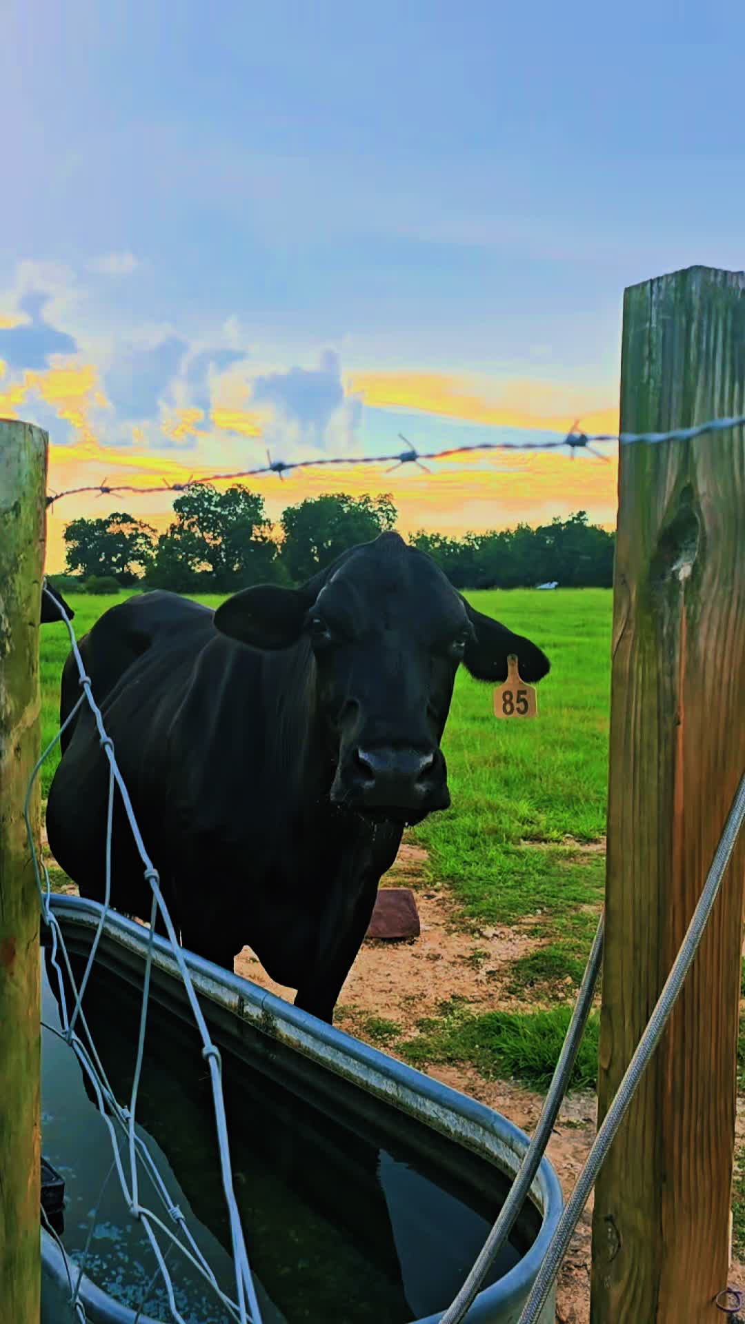 @M.I. CATTLE CO.