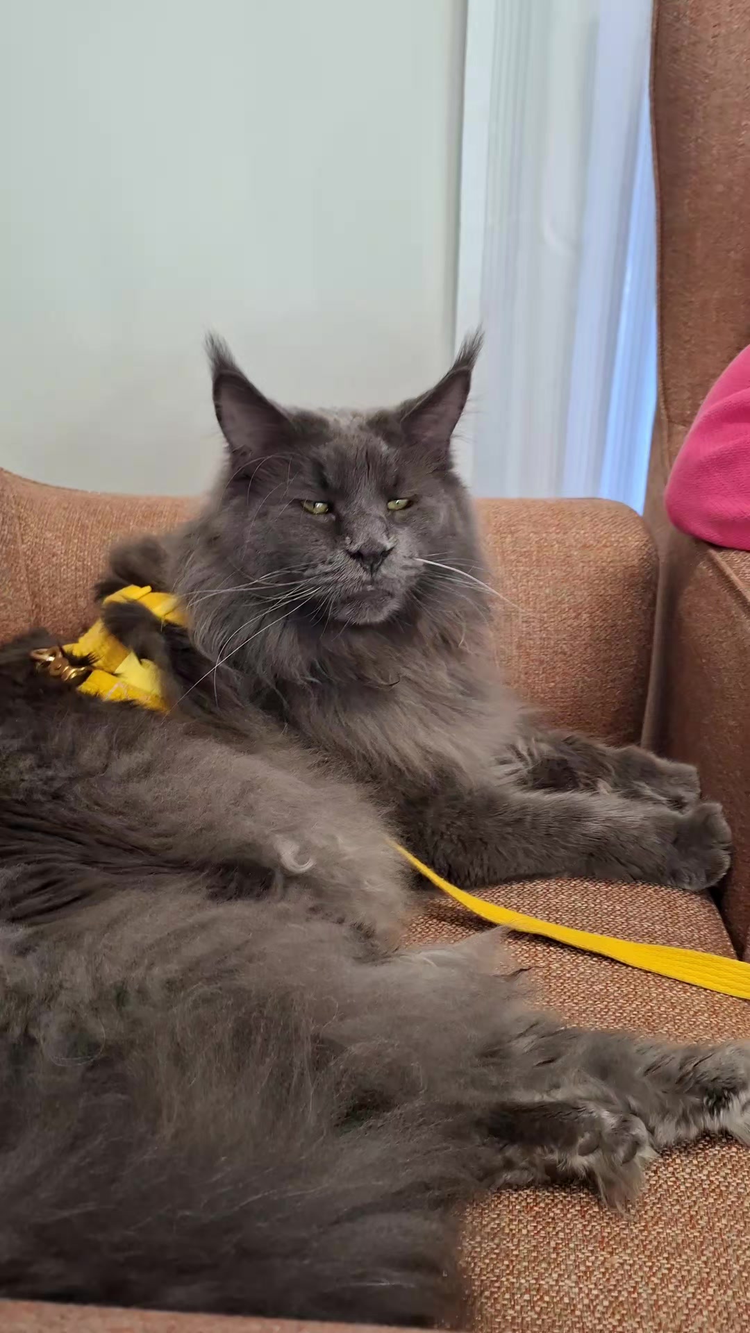 @Ragnar the Maine Coon 🐈