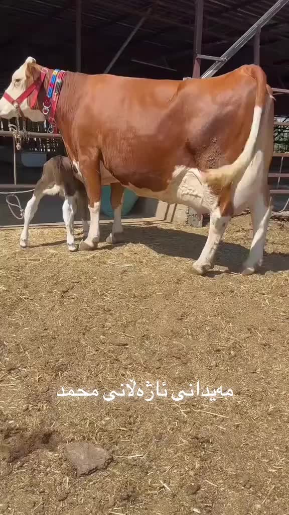 @مەیدانی ئاژەڵانی محمد 🐄🐂