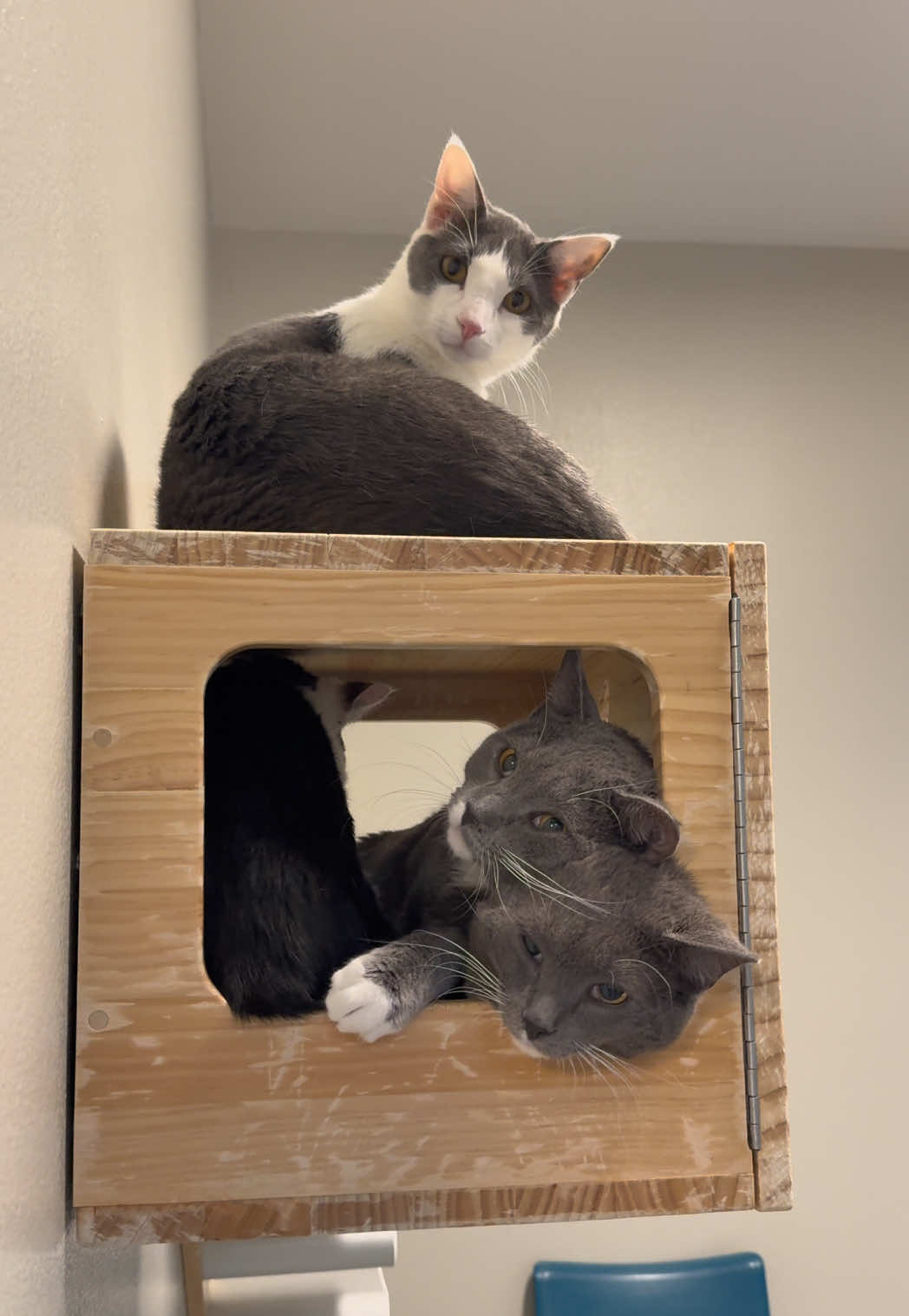 @Animal Friends Alliance
