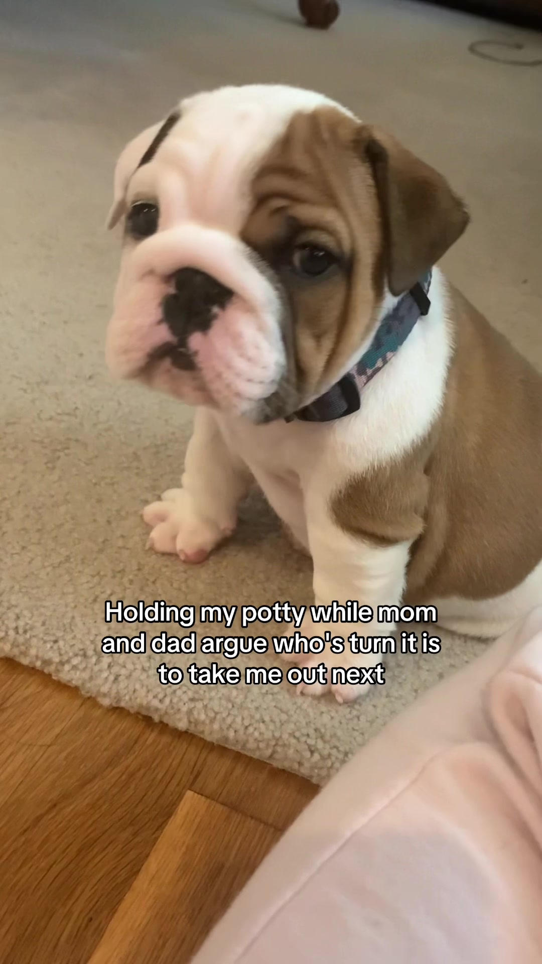 @Stubby The Bulldog