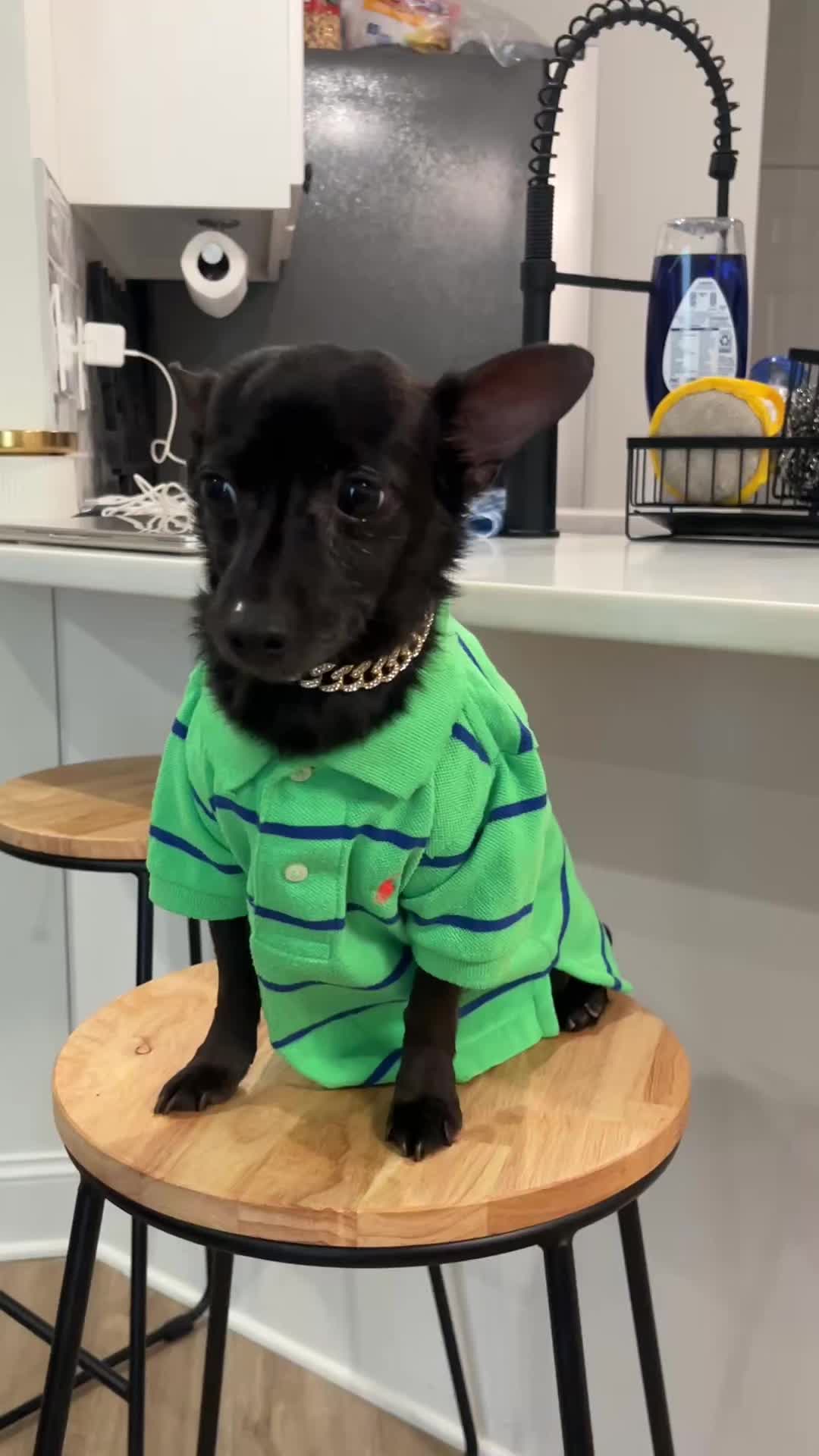 @Blackjack_Chihuahua