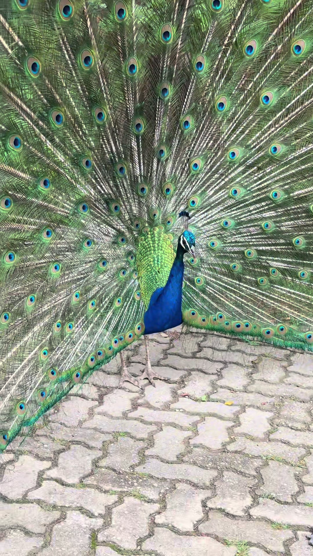@Bishandra