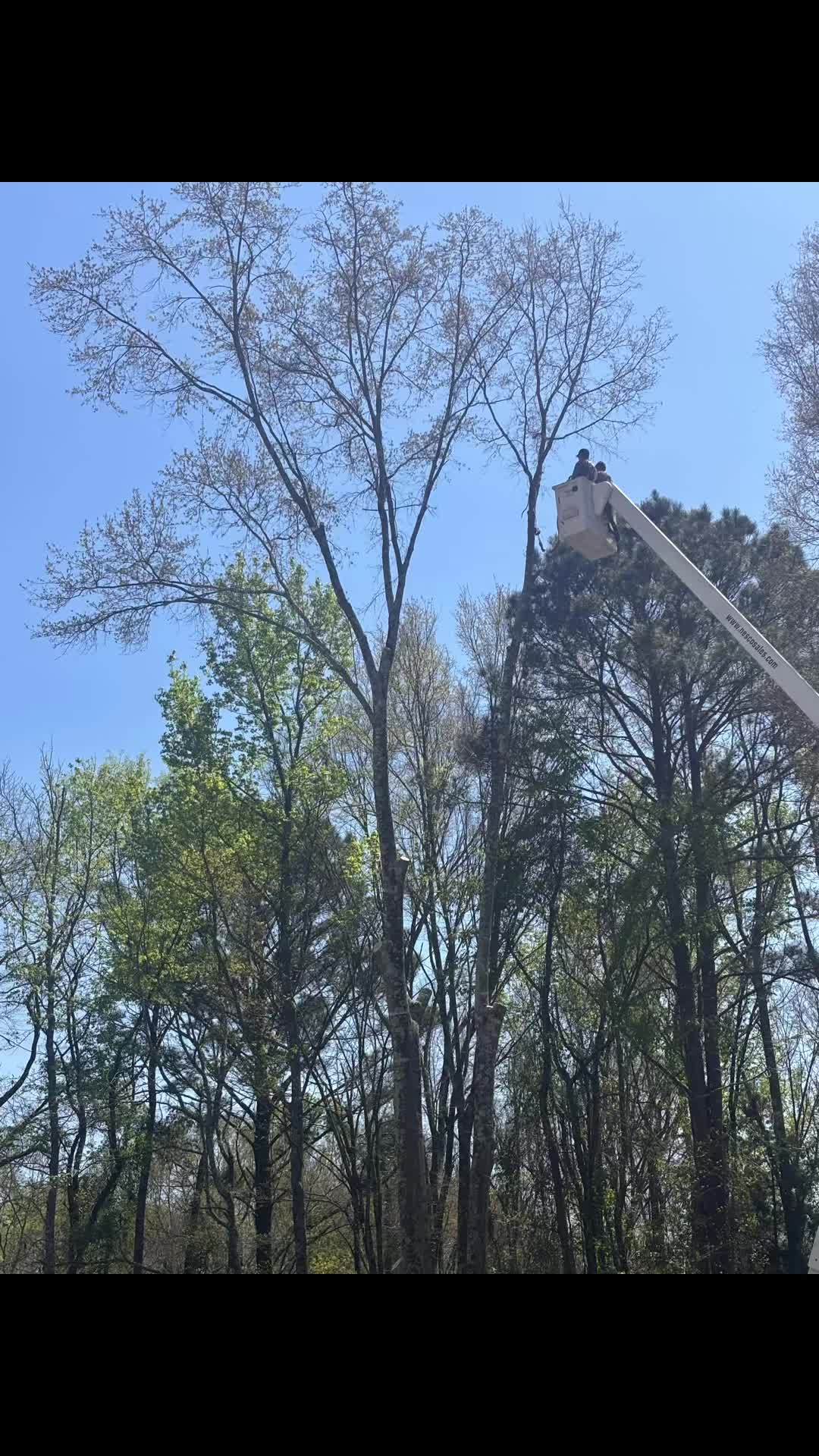 @CSR Tree Service, LLC.