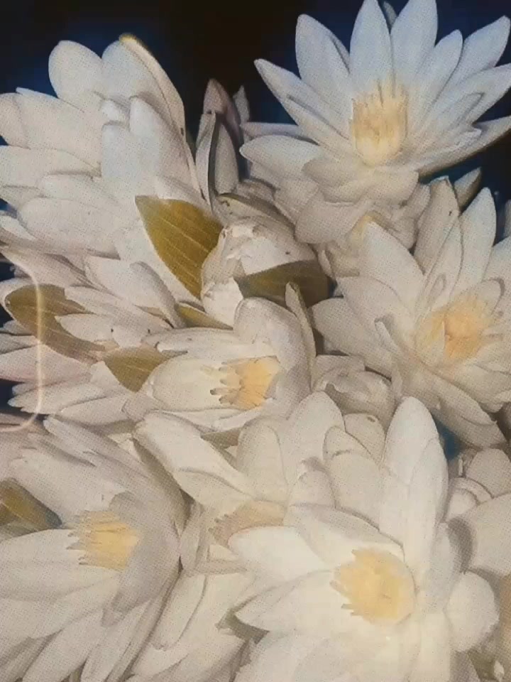 @ᥫ᭡♡𝓖𝓾𝓶𝓶𝔂 𝓑𝓻𝓮𝓪𝓻♡ᥫ᭡