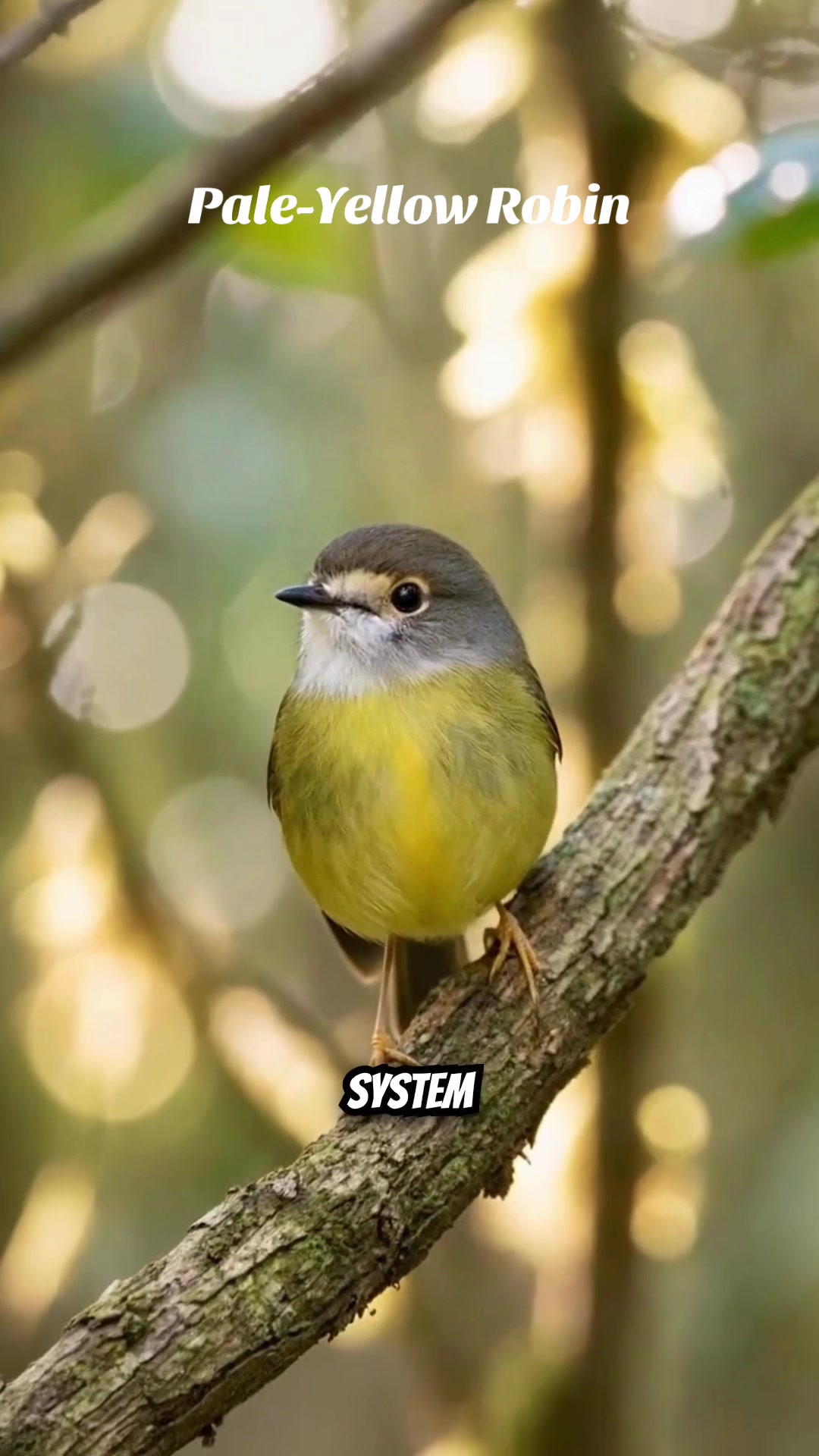 @Unique Bird Facts