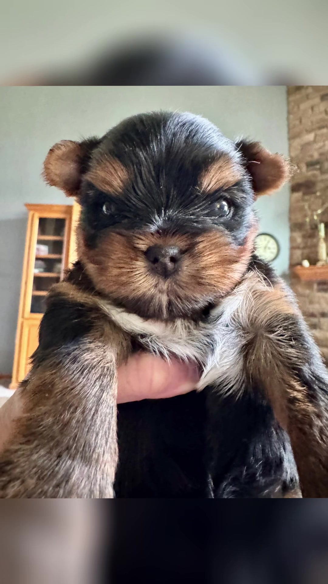 @Kimbrays Yorkies