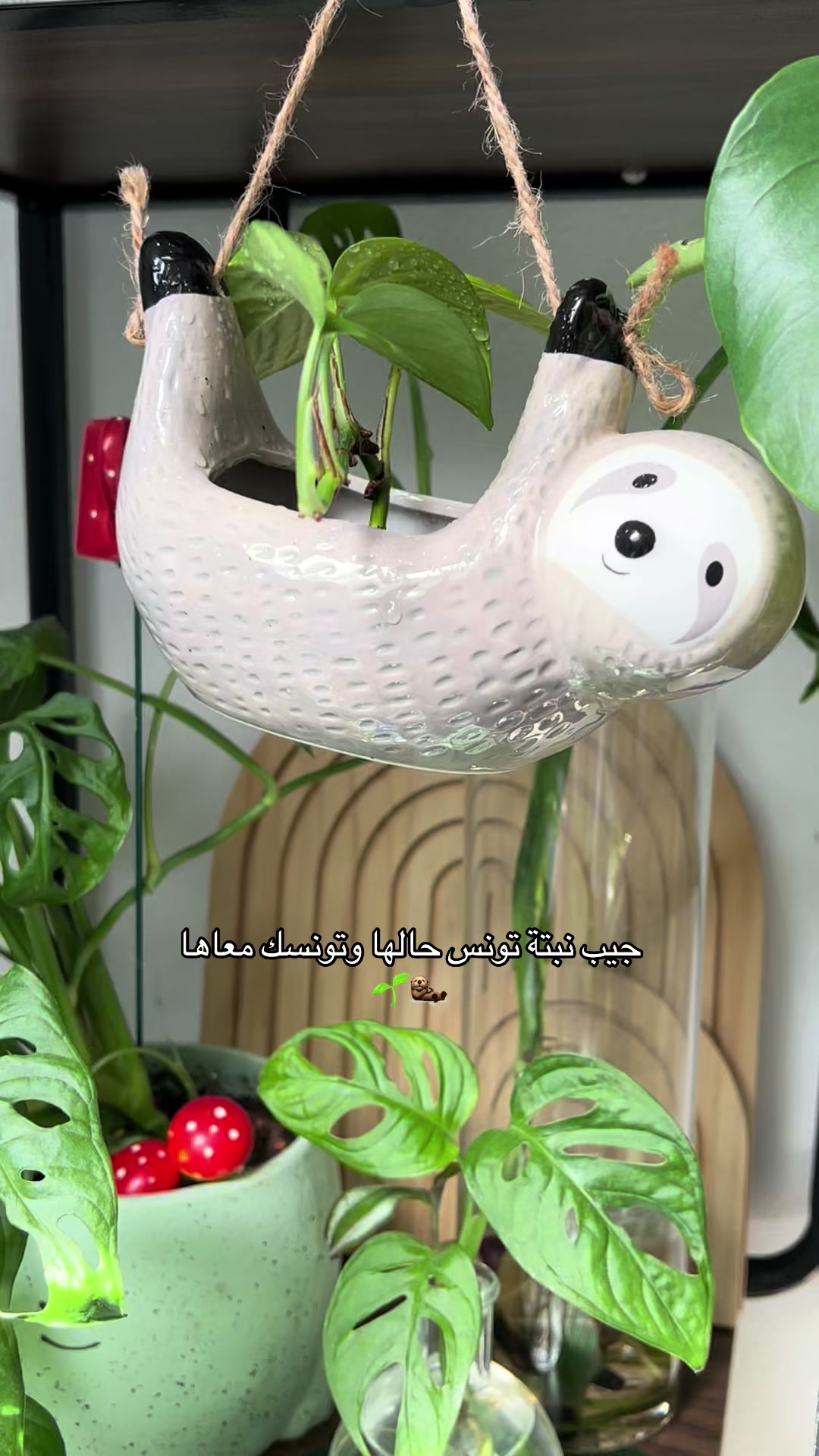 @|١٤١٤ه الَبتُــــــــــولْ