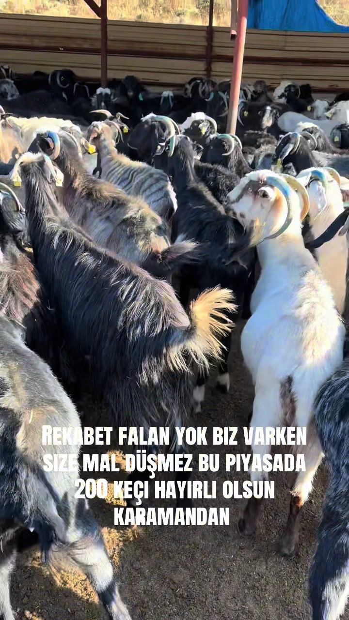 @Mehmet &Uuml;NAL