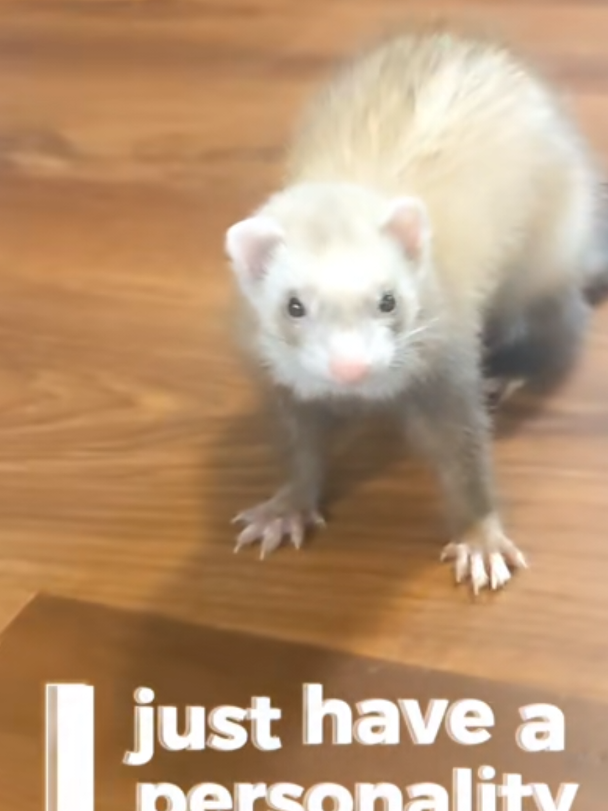 @Chaos Critters