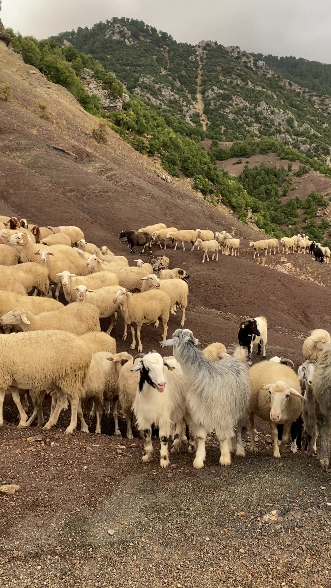 @Sarıtaş