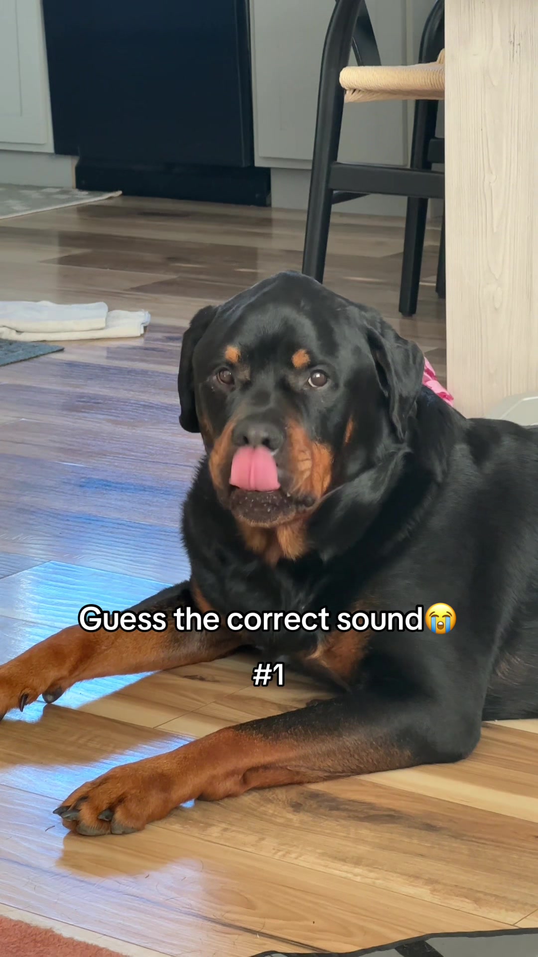 @Moose The Rottie
