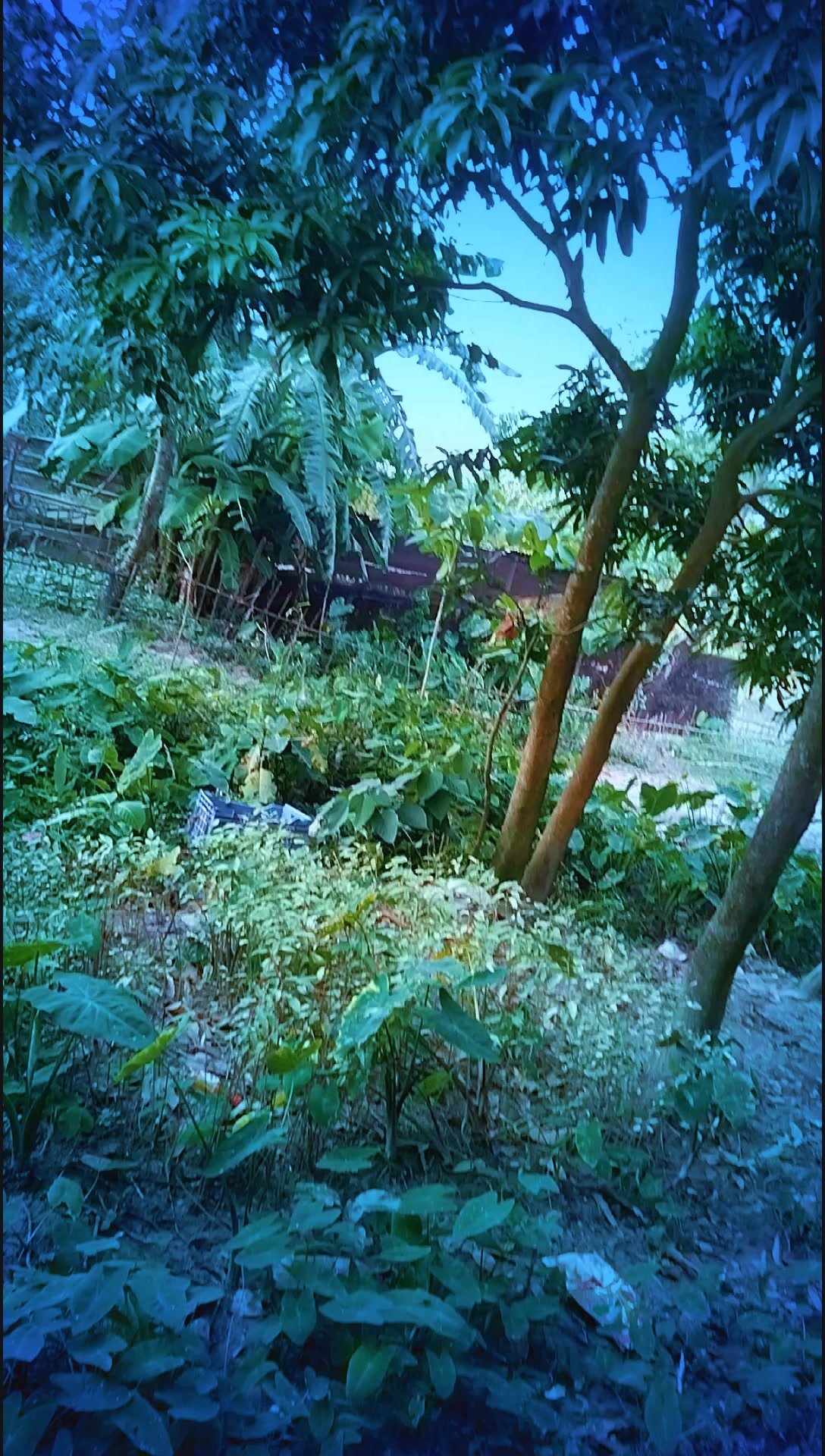 @Mamunur Rashid mamun