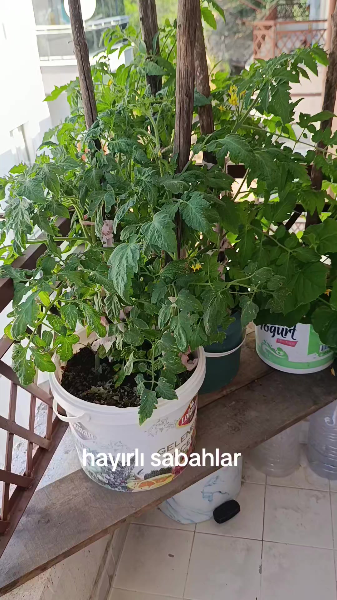 @zalimin kızı 06