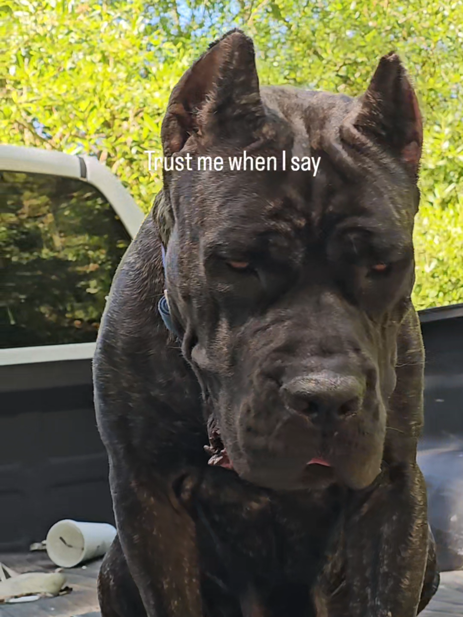 @SalmonCreekCaneCorso