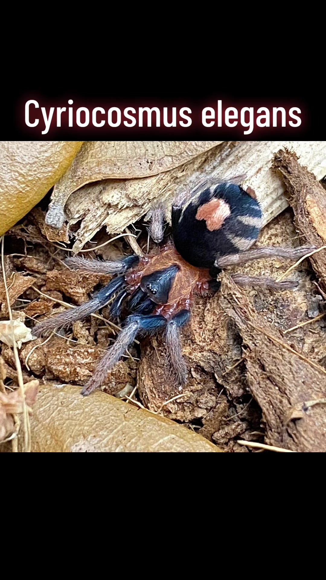 @tydyeexotics