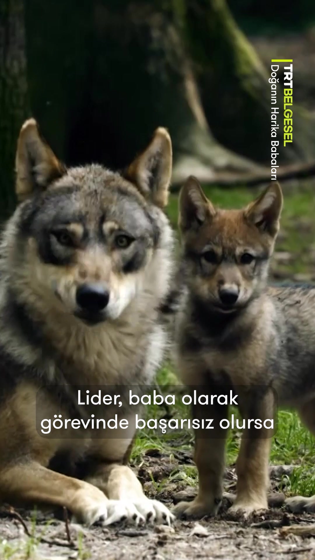 @TRT Belgesel