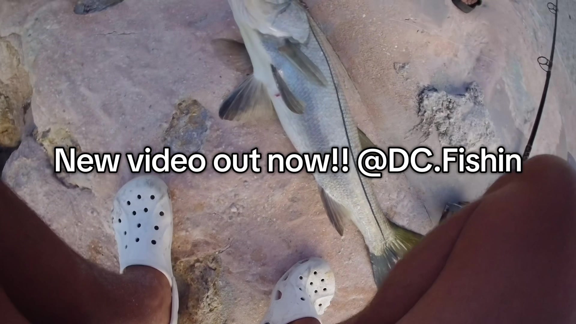 @DC.Fishin