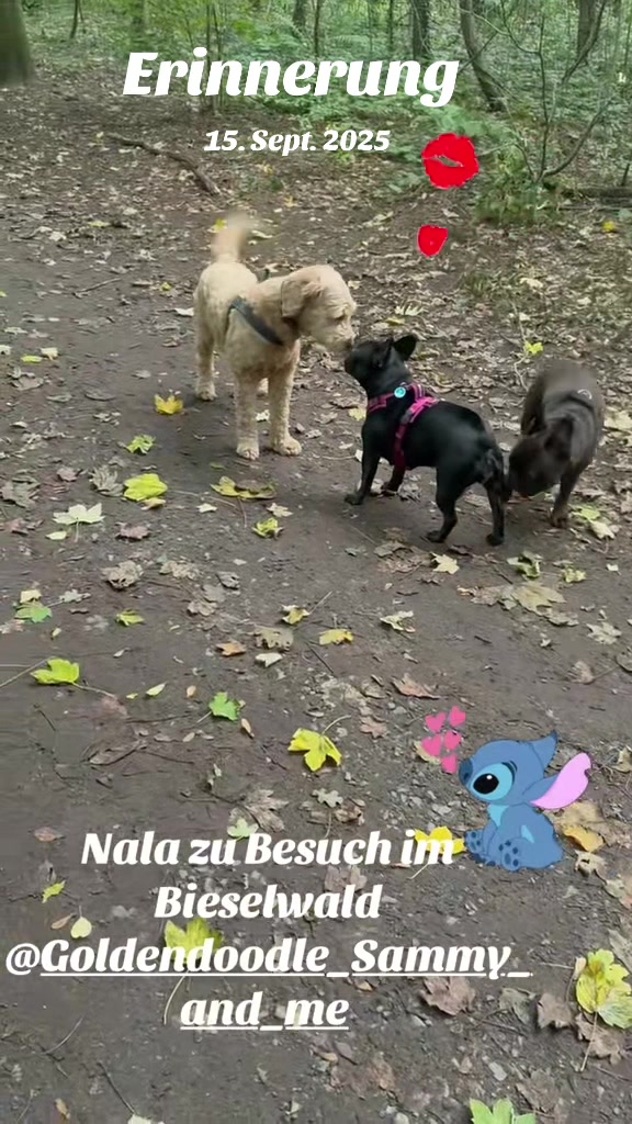 @The_chaos_frenchi