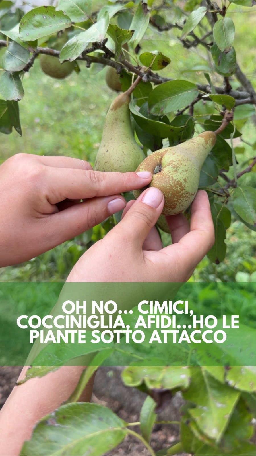 @icookwithnature