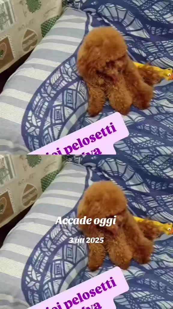 @antonella