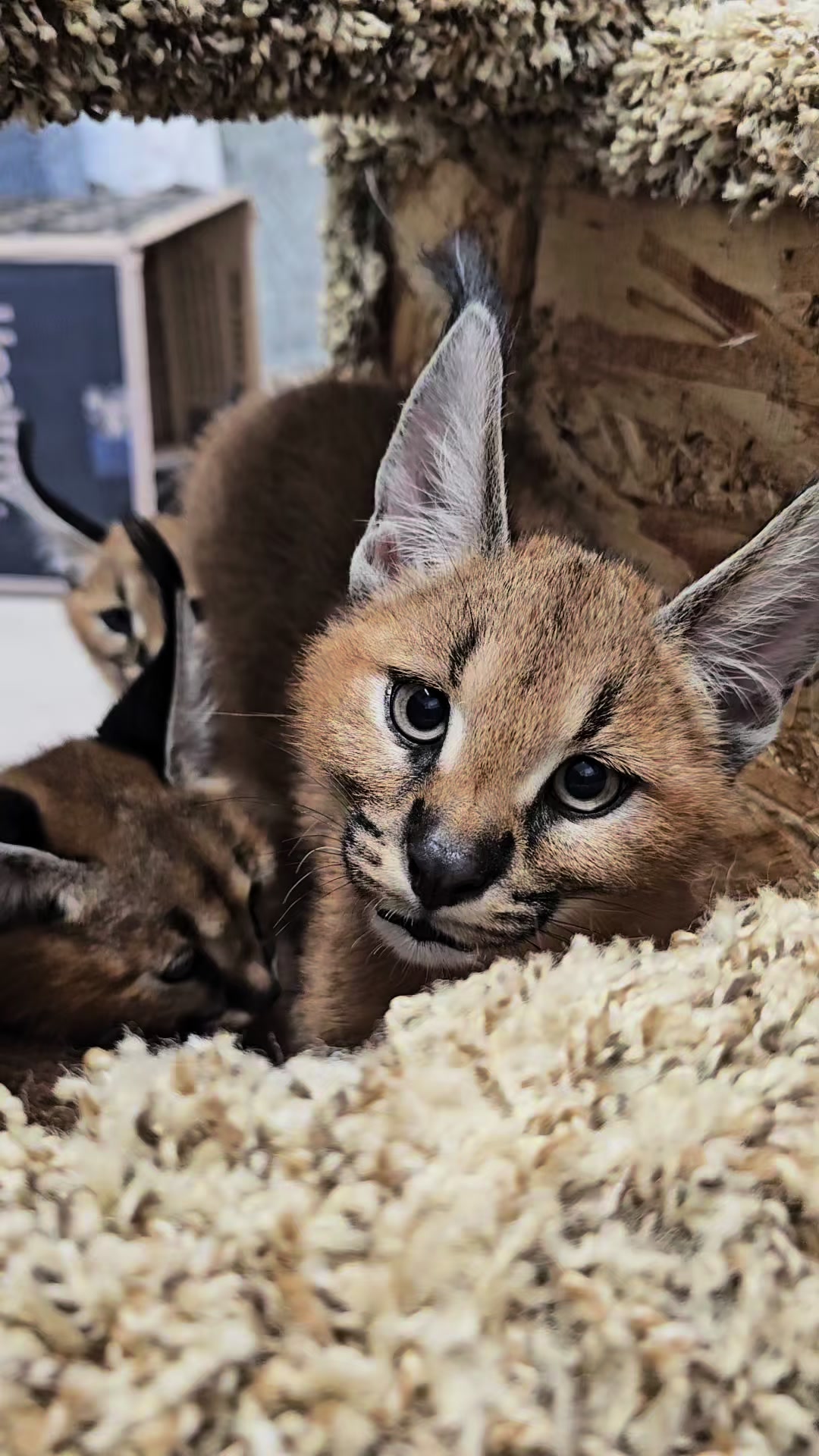 @The Wildcat Sanctuary
