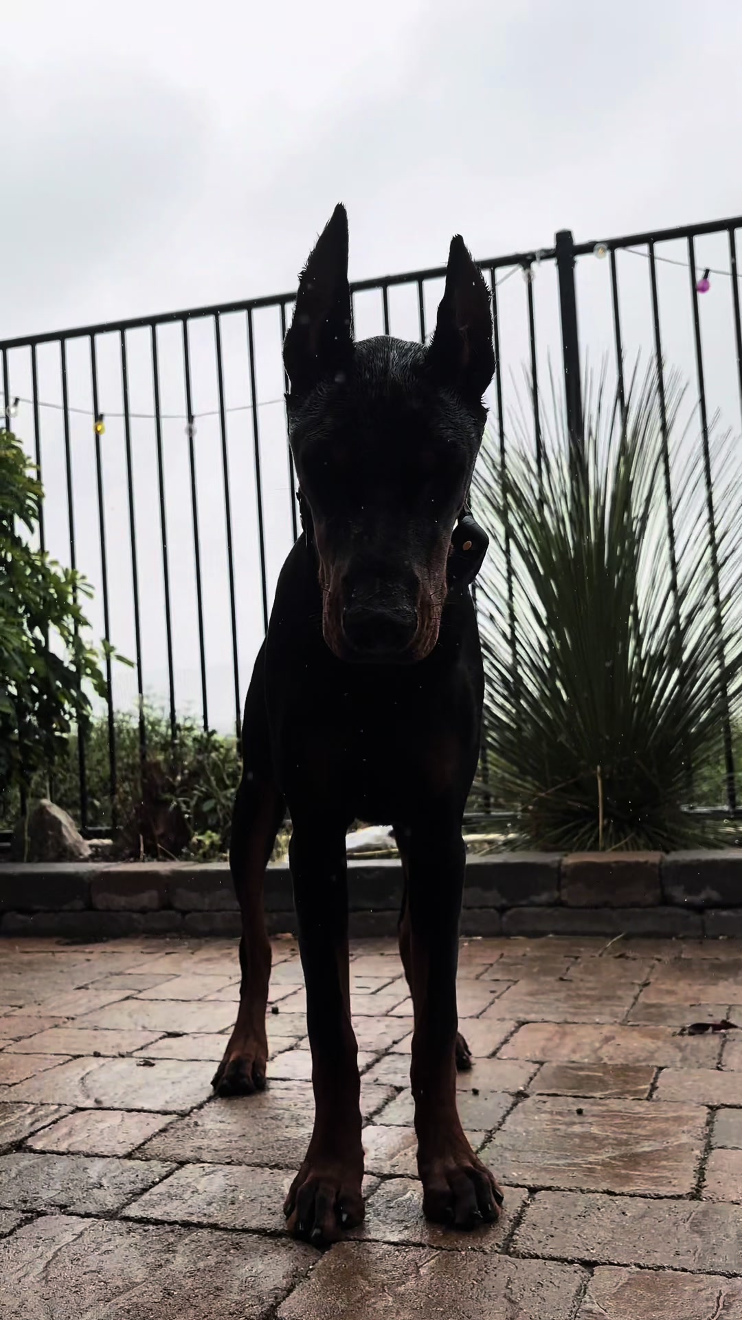 @The doberman girl🖤