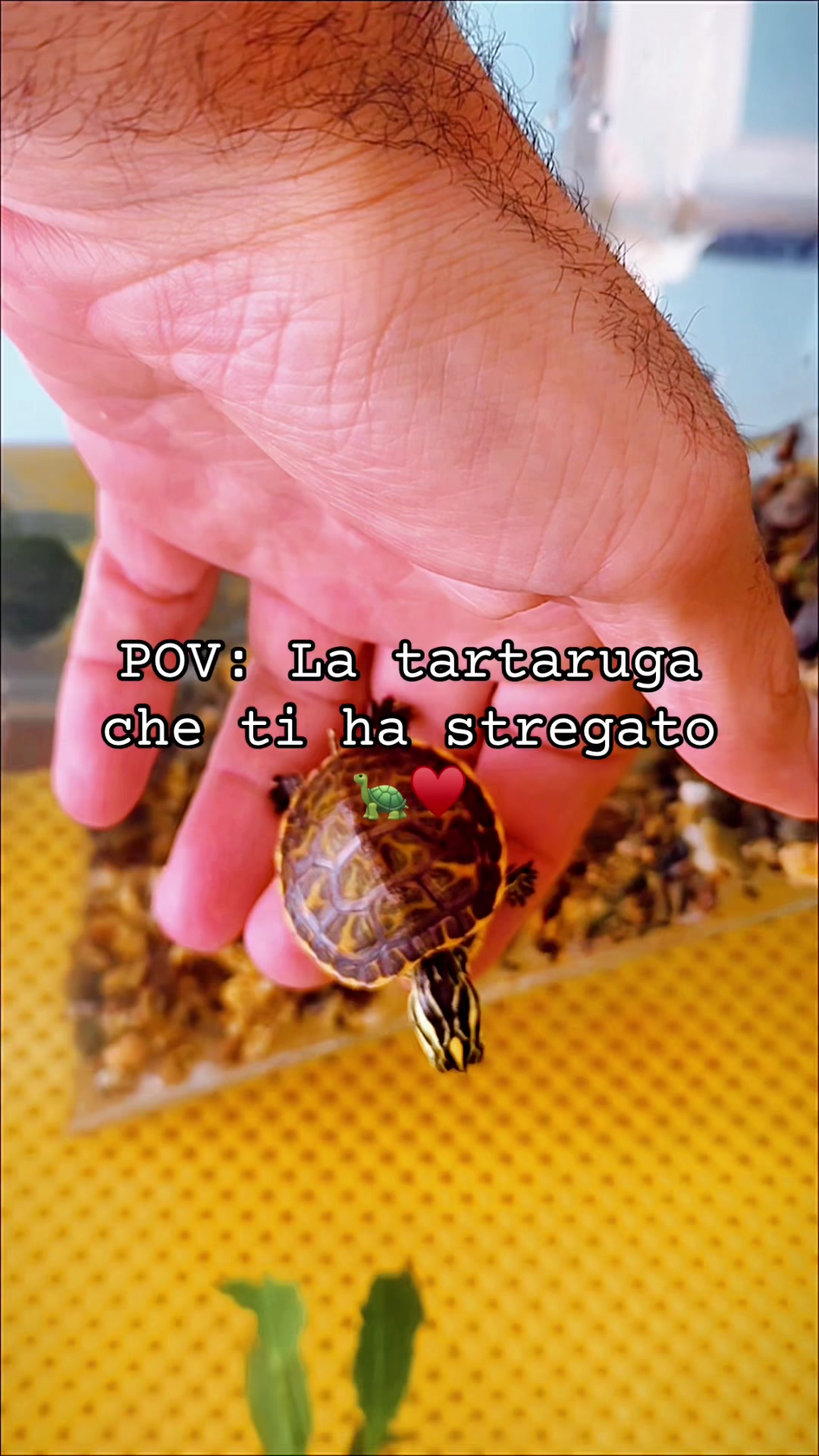 @Salvatore Ferro