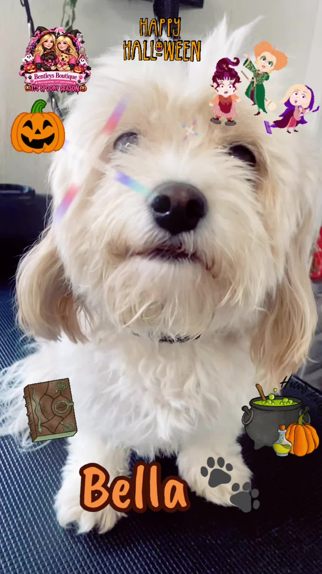 @Bentleys Boutique Pet Groomers