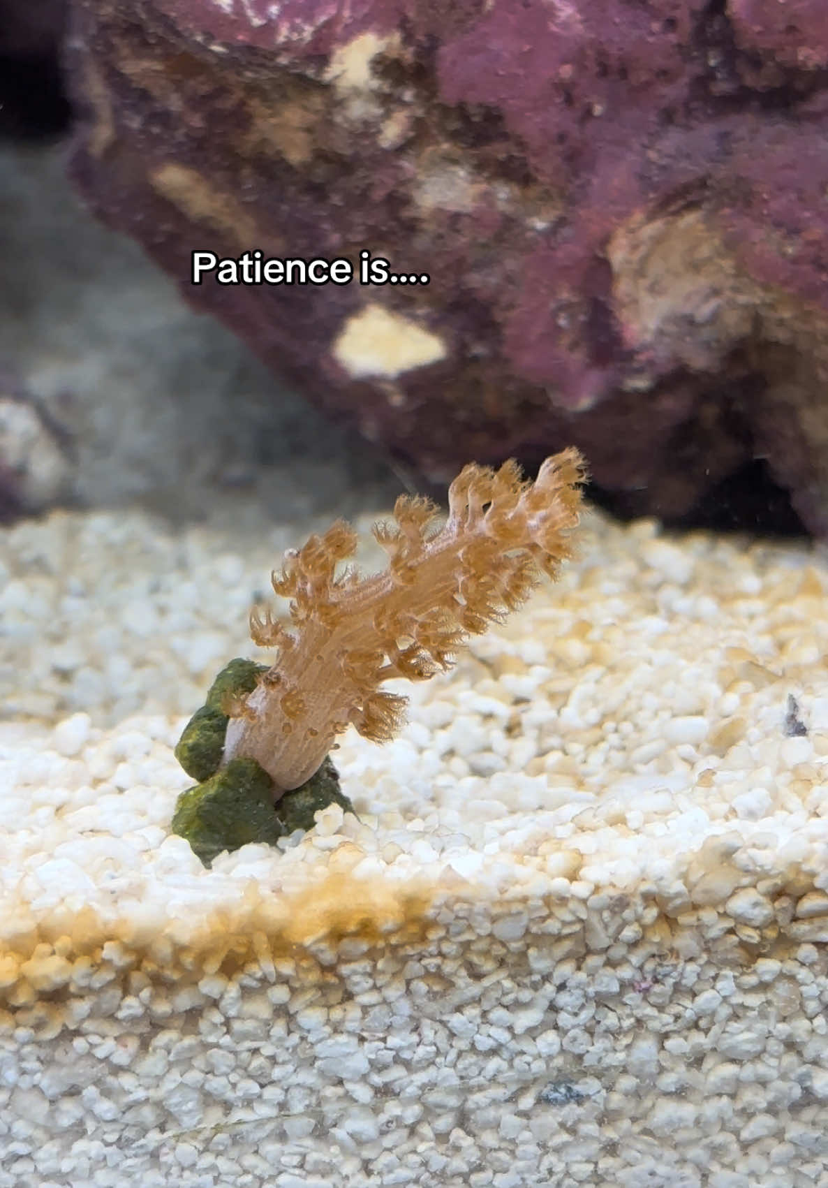 @ReefSync