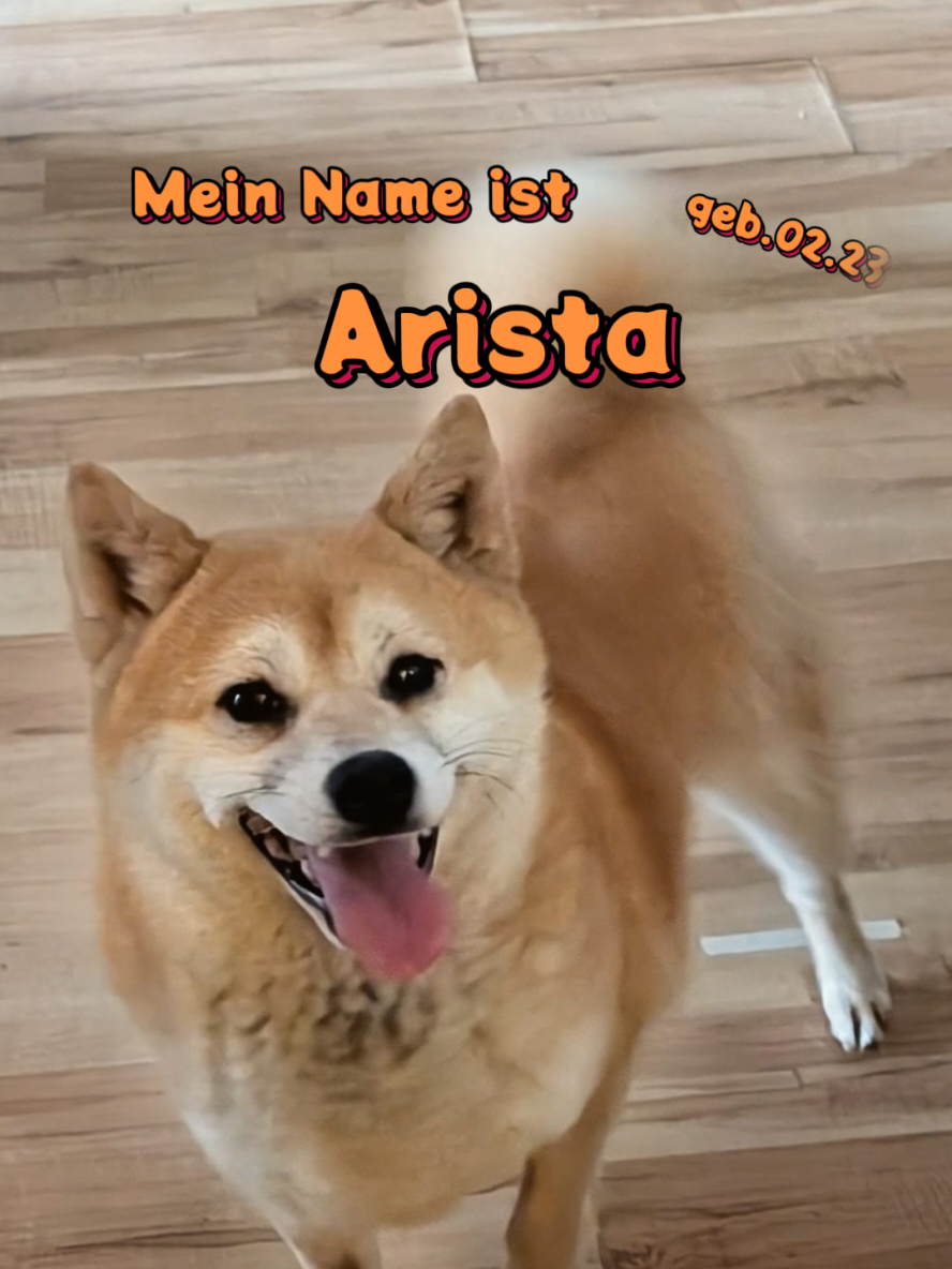 @Hundehilfe Bakony e.V.