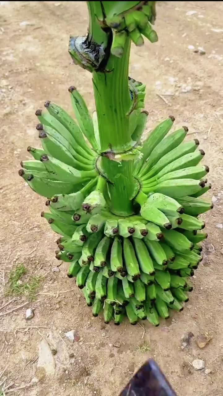 @tipsct08