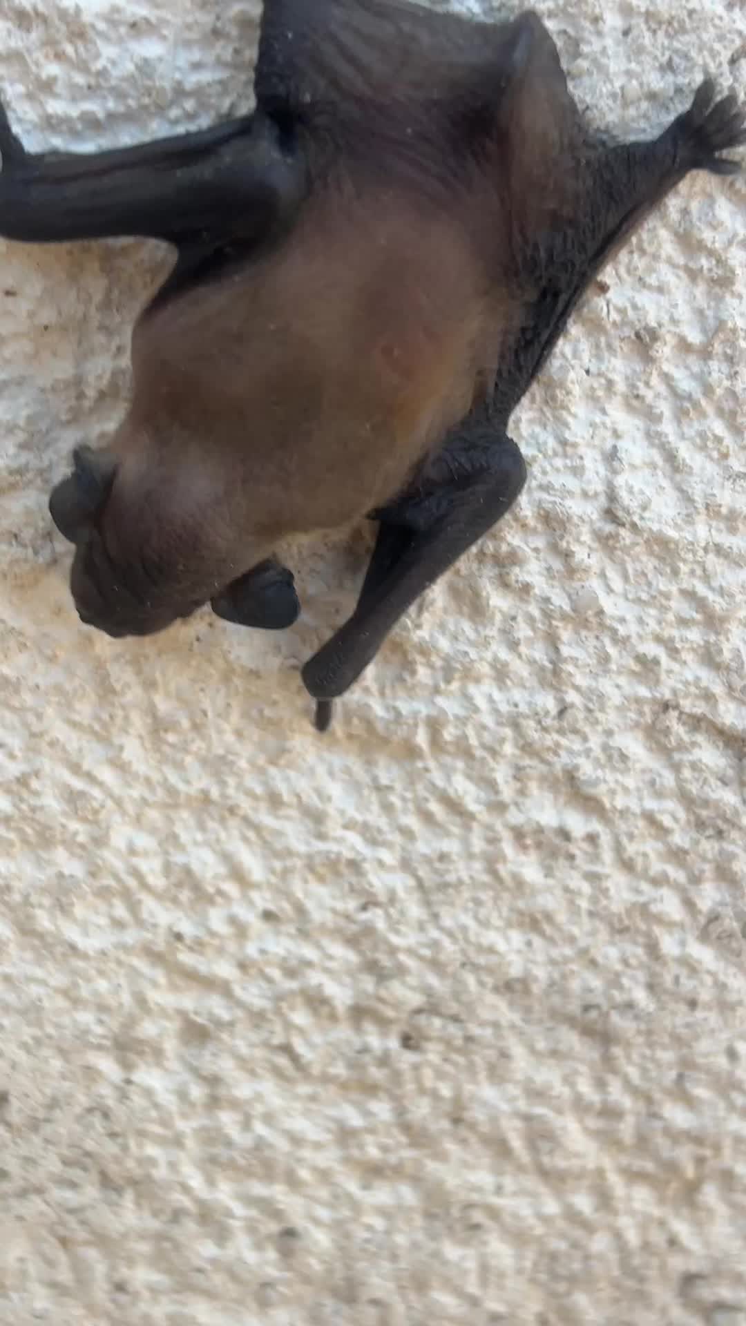 @BarnBeauty_M.S.