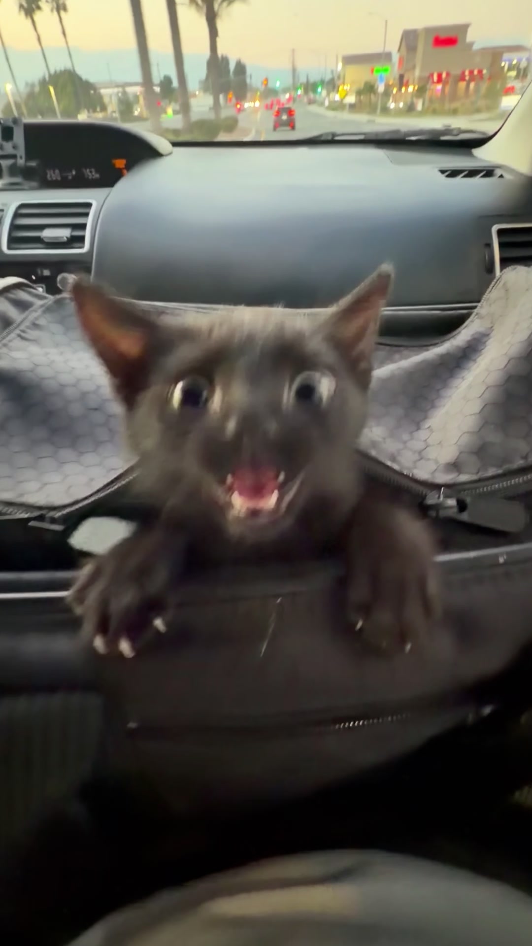 @pawsitive.energy