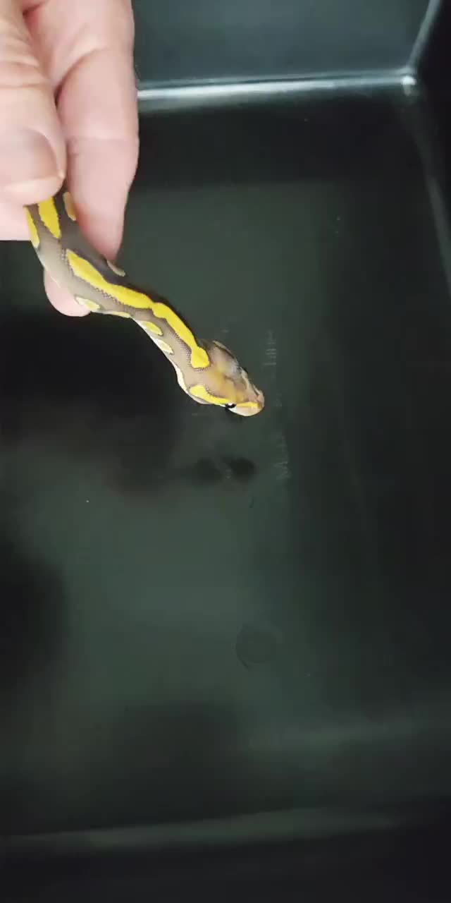 @Rikers Reptiles