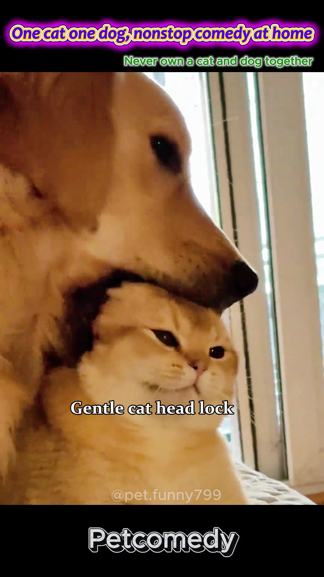 @pet.funny799