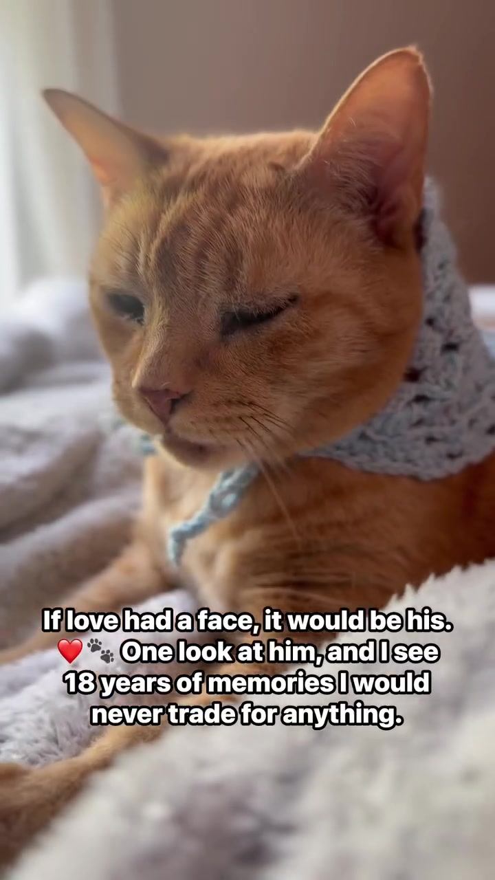 @POLLITO CAT