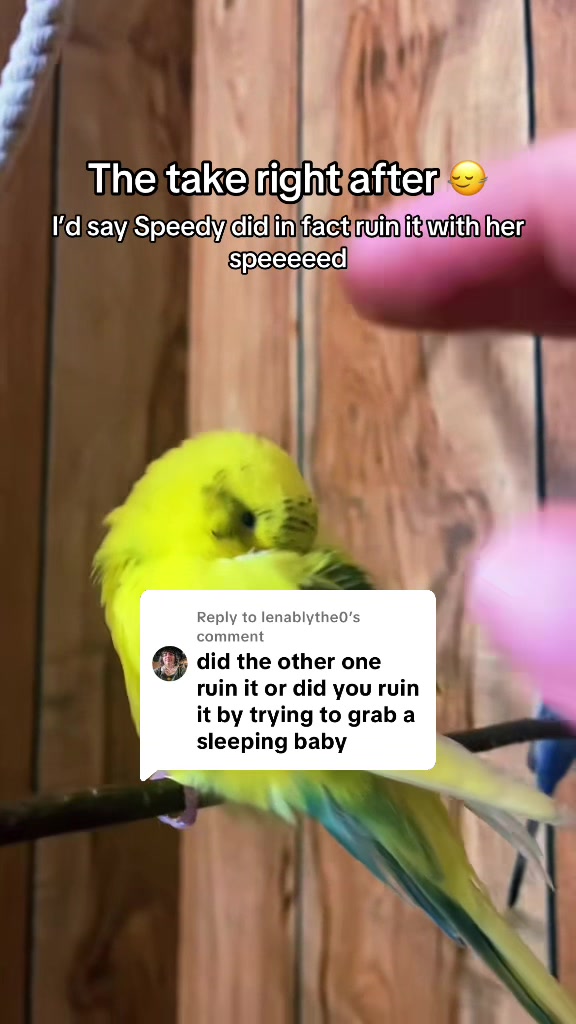 @PikaBoo & Friends 🦜