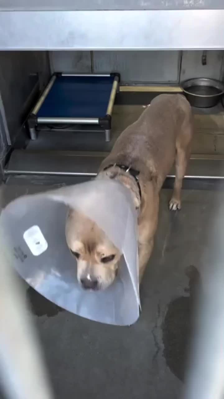 @Cane Corsos