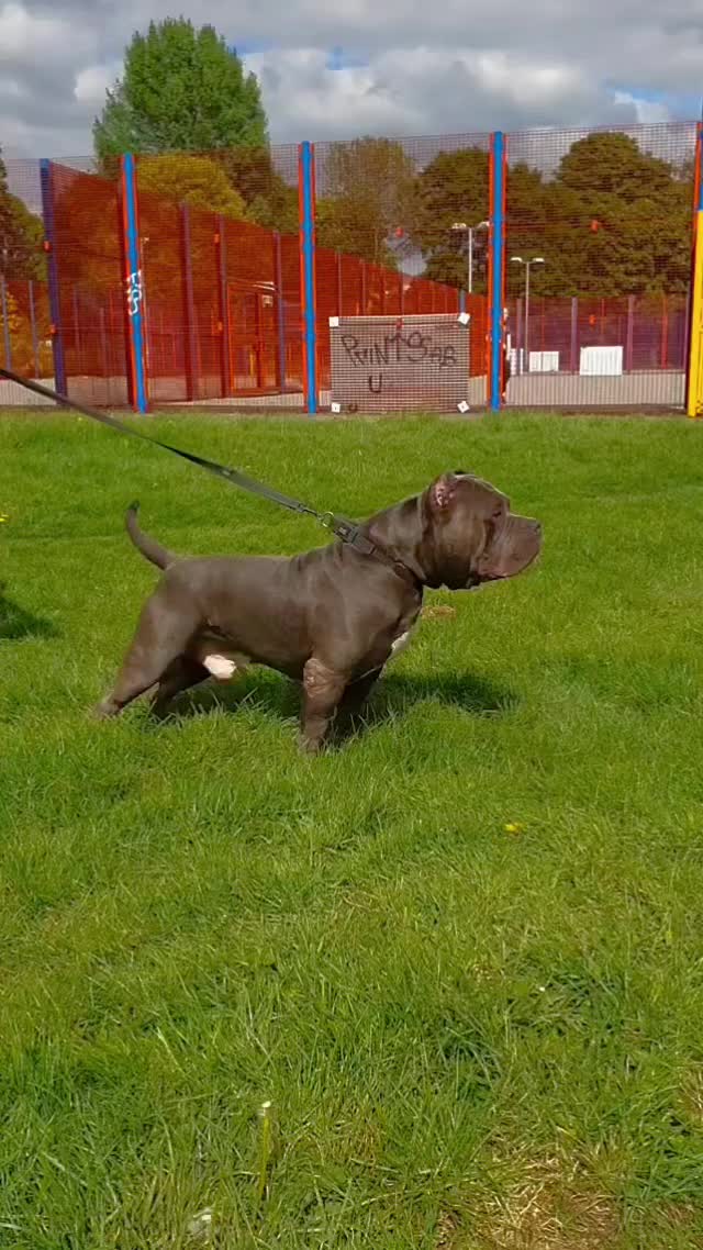 @@Dublinekennels