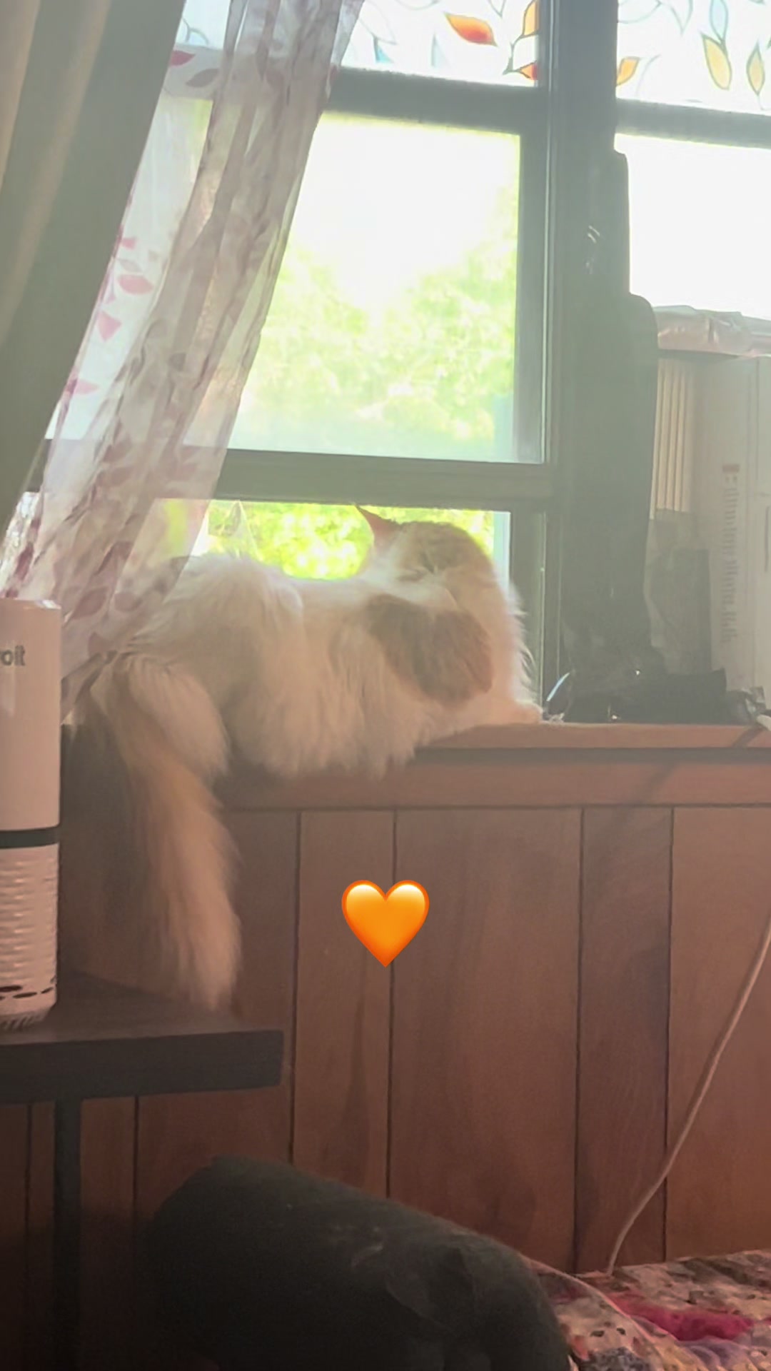 @Retro_Paws