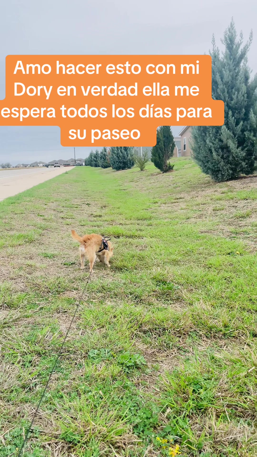 @Dany Guillén