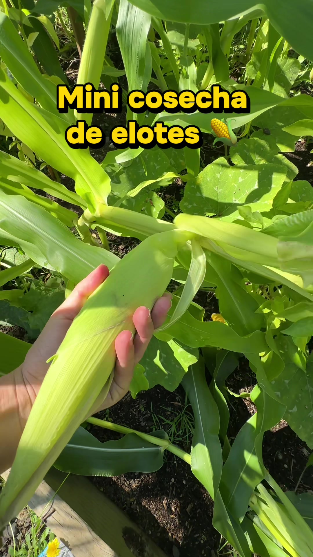 @Sonia Herrejon
