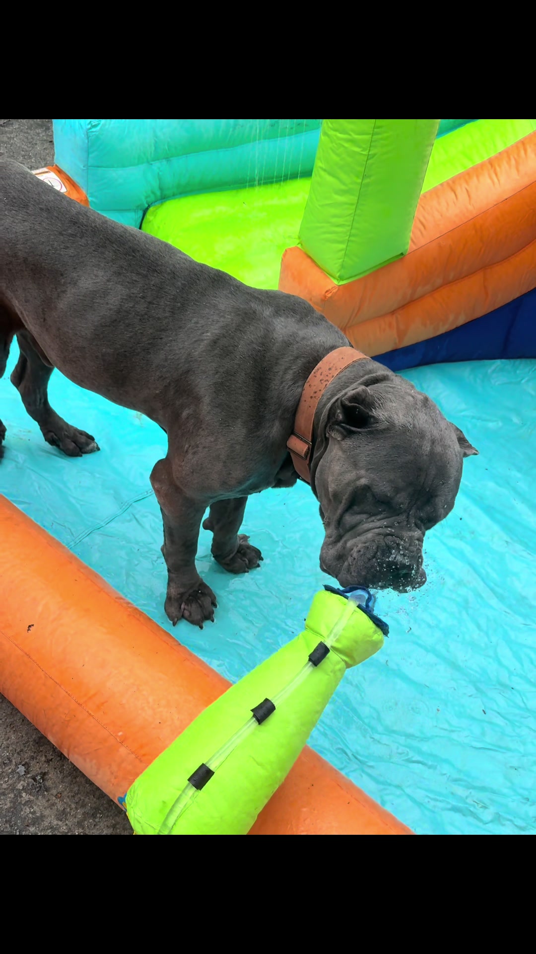 @Beautiful Life CC Rescue