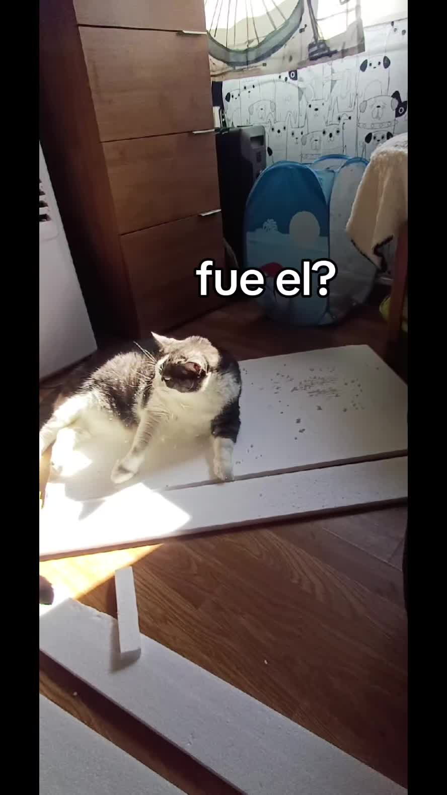 @Ana y los cuatro🐾